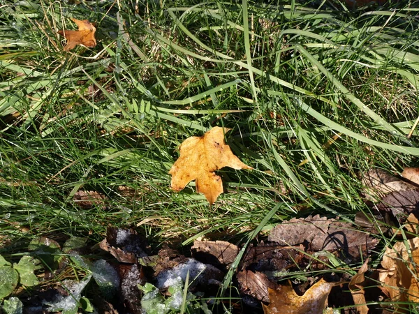 Осенняя трава — стоковое фото