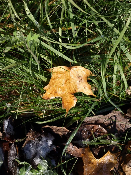 El color del otoño en el bosque — Foto de Stock