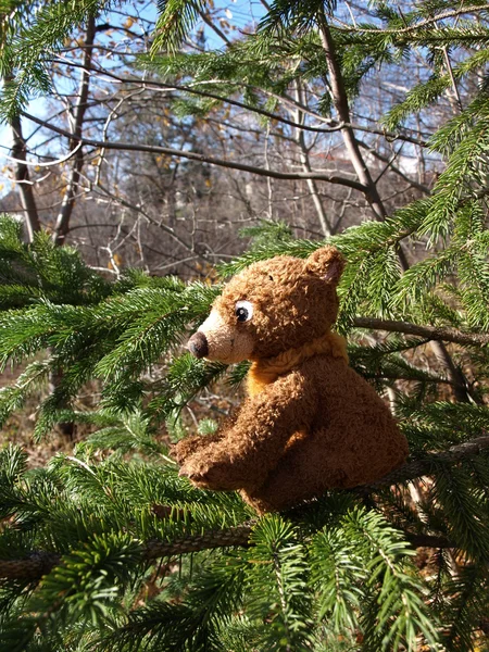 Björnar i skogen — Stockfoto