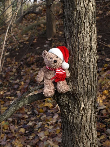 Urso de Natal — Fotografia de Stock