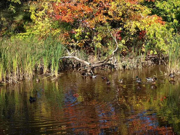 Kolorów jesieni — Zdjęcie stockowe