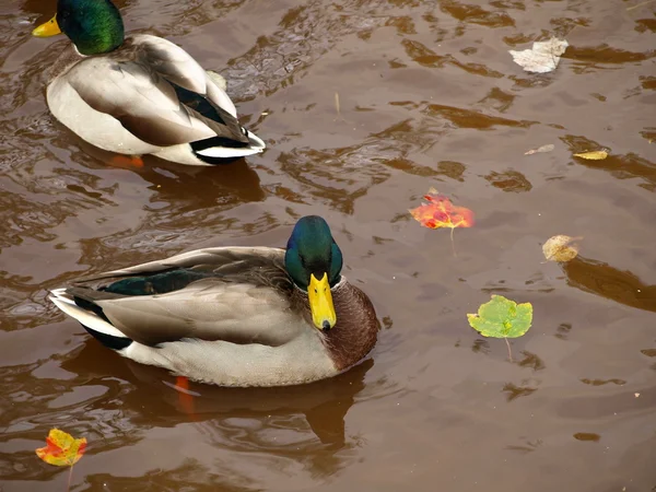 Mannelijke mallard duck — Stockfoto