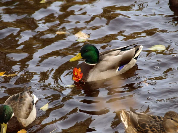 Mannelijke mallard duck dragen een blad — Stockfoto