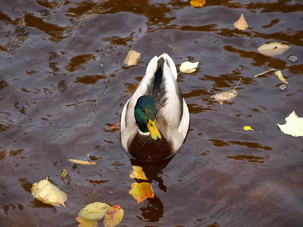 Male mallard duck — Stock Photo, Image