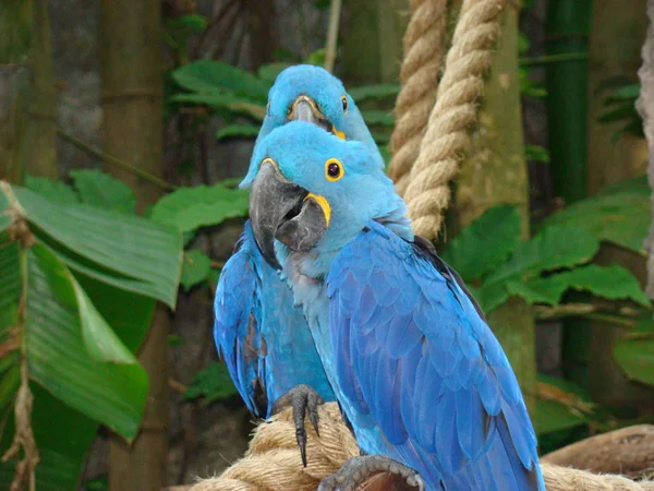 Papagaios em Florida . Fotos De Bancos De Imagens