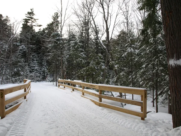 In de winter forest — Stockfoto