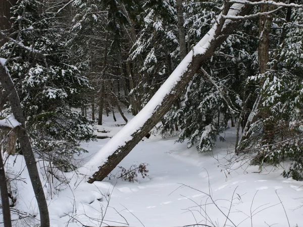 Para a floresta de inverno — Fotografia de Stock