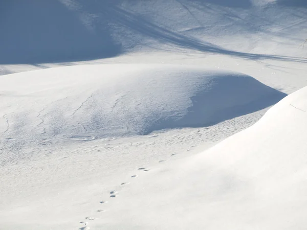 Tracks in sneeuw — Stockfoto
