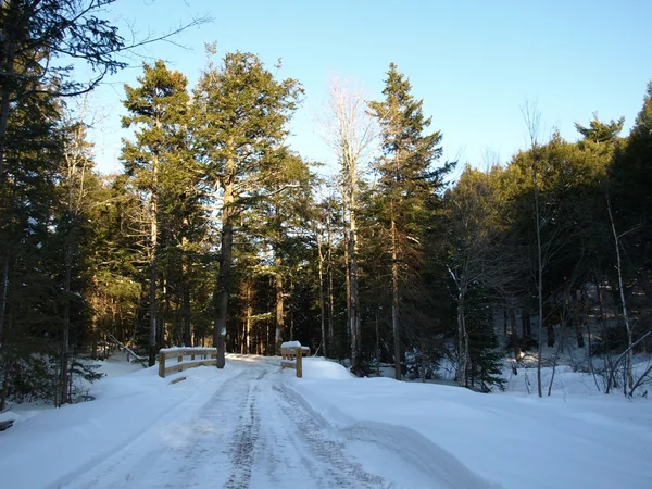 Nella foresta invernale — Foto Stock