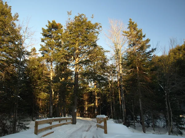Into the winter forest — Zdjęcie stockowe