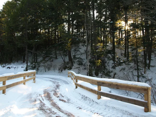 Do zimního lesa — Stock fotografie
