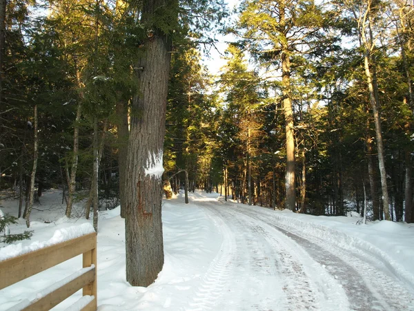 В зимний лес — стоковое фото