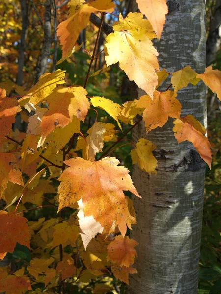 Autumn's kleur — Stockfoto