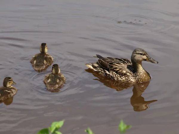 Mallard duck and babies — Stock Photo, Image