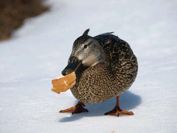 Pato mallard fêmea na neve — Fotografia de Stock
