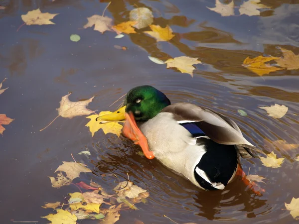 A male mallard duck — Stock Photo, Image