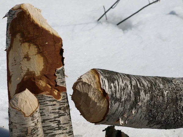 Biber fällte Baum — Stockfoto