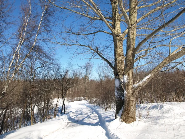 Зимняя сцена со снегом — стоковое фото