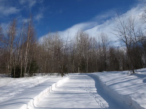 Зимняя сцена со снегом — стоковое фото