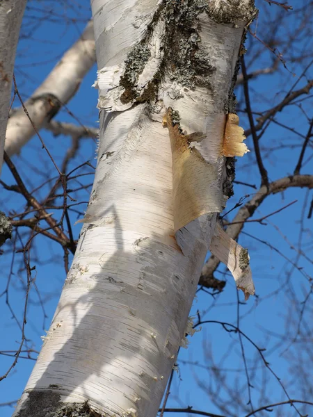 Studená zima strom — Stock fotografie