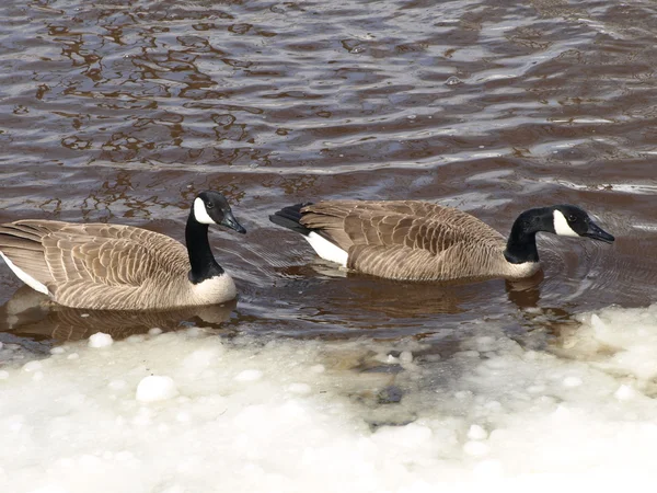 Geese — Stock Photo, Image
