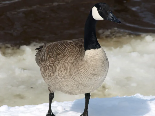 Canada goose — Stock Photo, Image
