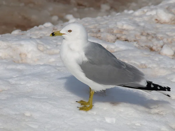 Stock image Seagull