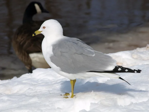 stock image Seagull