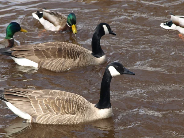 Geese and mallard ducks — Stock Photo, Image
