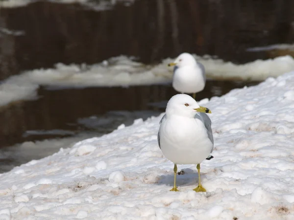 stock image Seagull