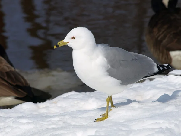 stock image Seagull