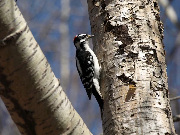 stock image Woodpecker