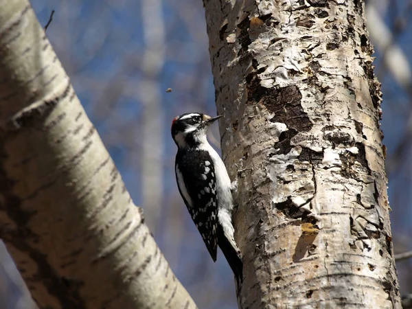 stock image Woodpecker