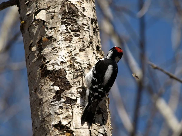 Stock image Woodpecker