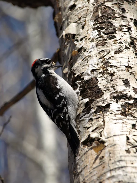 stock image Woodpecker