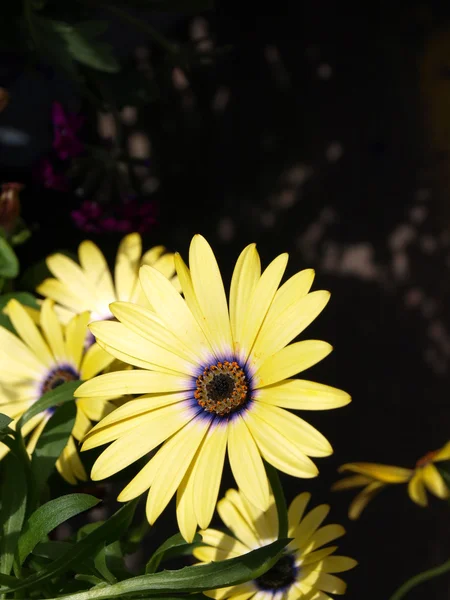 Tempo de flor — Fotografia de Stock
