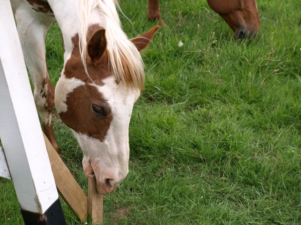 木材を食べている馬 — ストック写真