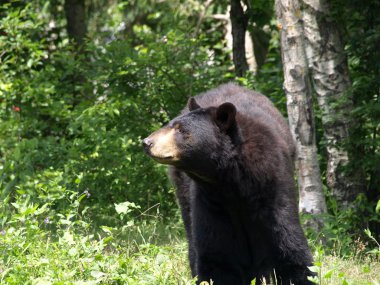 Black bear at the zoo. clipart