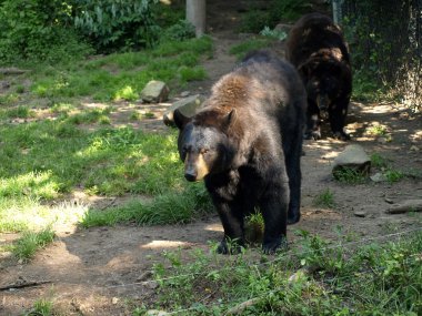 siyah ayı hayvanat bahçesinde.