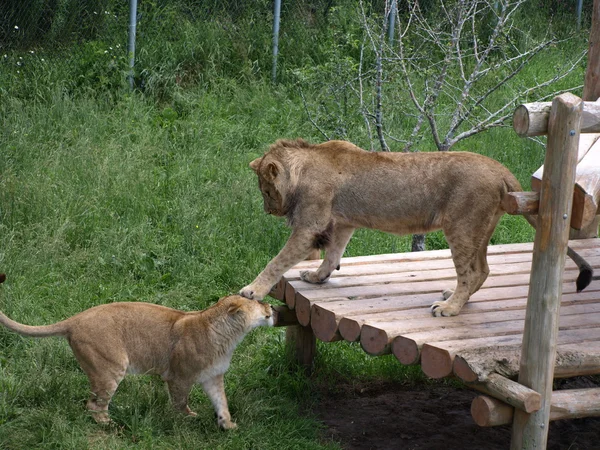 Πάρτε ότι! (τα λιοντάρια) — Φωτογραφία Αρχείου