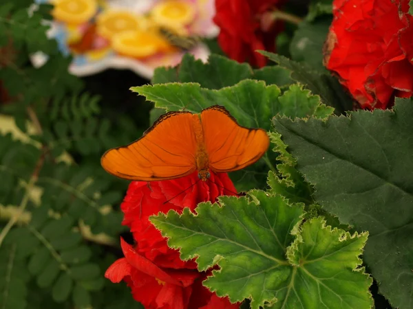 Oranje u een vlinder? — Stockfoto