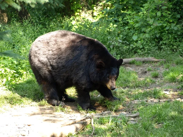 Urso negro no zoológico . — Fotografia de Stock