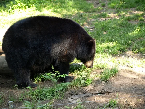 Stock image Black bear at the zoo.