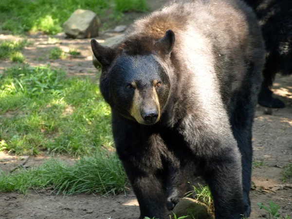 Urso negro no zoológico . — Fotografia de Stock