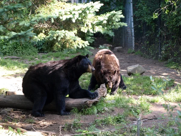 stock image Black bears