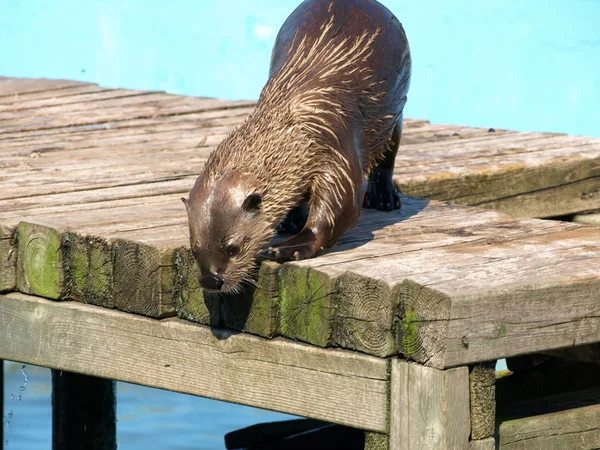 Otter en el zoológico —  Fotos de Stock