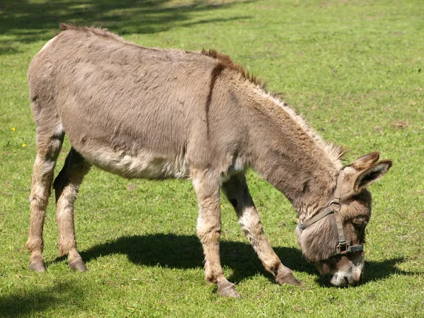 Donkey — Stock Photo, Image