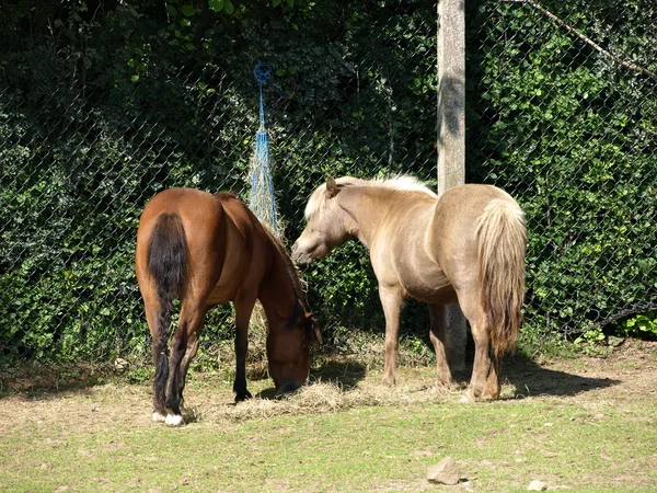 Ponnyer på zoo. — Stockfoto