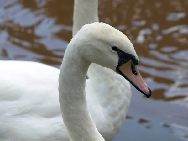 Swan face — Stock Photo, Image