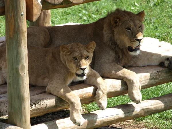 Leões masculinos e femininos — Fotografia de Stock